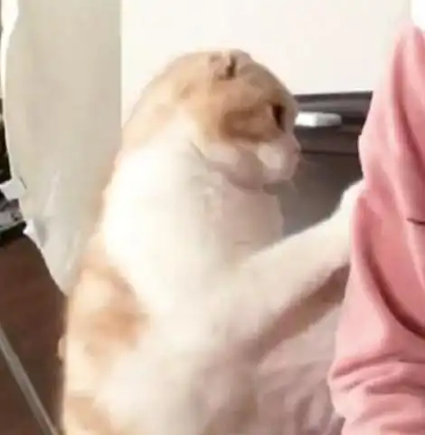 主人钟爱吃鸡,猫主子怒了铲屎的,你那么爱上网,买我回家干嘛