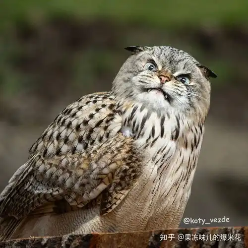 有没有花臂猫咪大佬的表情呢,要那种很凶狠的ω
