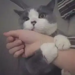 微信头像卡通人和猫神猫