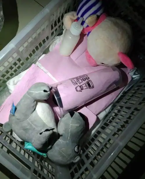 小奶狗刚出生就被遗弃,女孩把它装进奶茶杯带回家