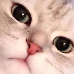 萌系头像总是贪图你们的可爱