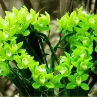 好看的绿色系自然风景图片头像微信头像图片大全