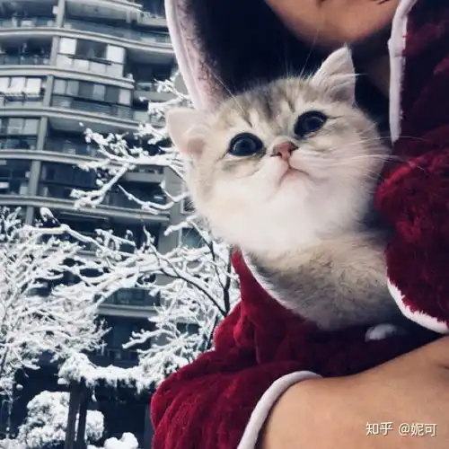 养银渐层是种怎样的体验