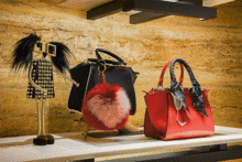 fendi的萌宠来了