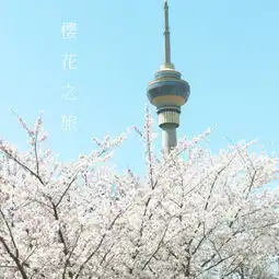 玉渊潭樱花节小游