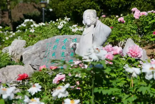 牡丹也分小清新浓颜系东湖牡丹园晚花盛放