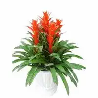 火炬植物头像微信头像图片大全