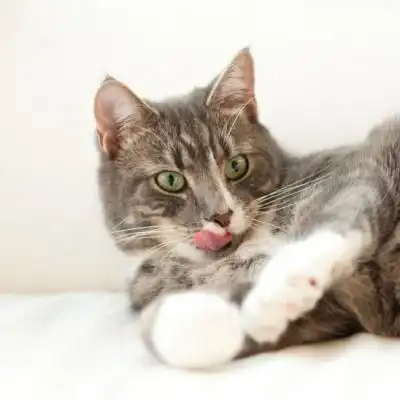 可爱的猫咪头像,慵懒可爱的猫咪图片