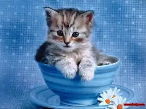 养成系猫咪视频小猫