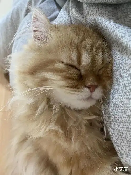 陪猫主子睡觉,你啥感受网友还要啥女朋友