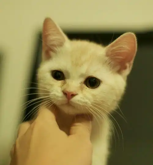 英短银渐层求带走