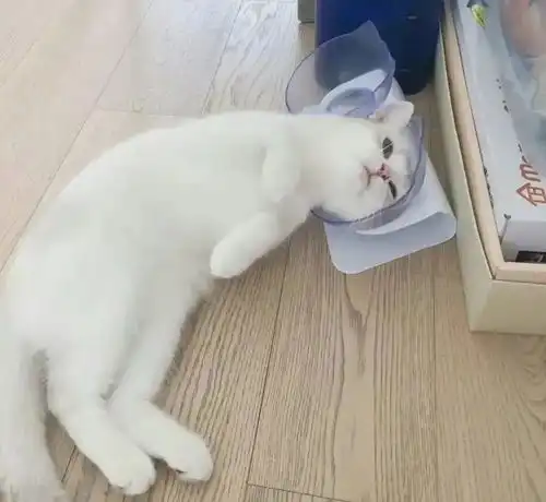 这个世界已经阻挡不了超市大妈了