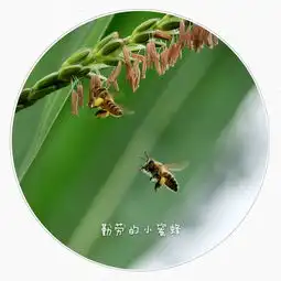 春里的精灵,五月的劳模勤劳的小蜜蜂