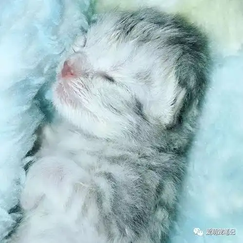 银渐层难产八小时没动静,最后剖腹产也没有保住小奶猫,好可惜