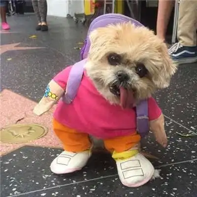 2018最旺金狗贺岁手机壁纸高清狗旺福旺大家一起旺