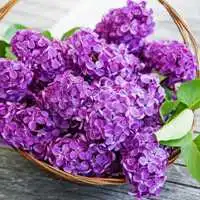 微信头像优雅的紫丁香紫色紫丁香唯美头像