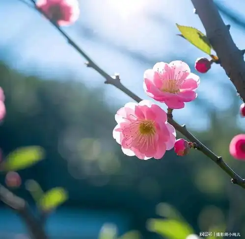 梅花寒梅映雪,独占风华