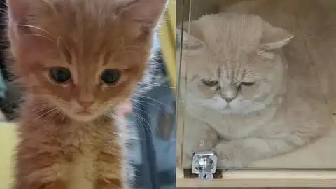 一个平平无奇的晒猫视频罢了