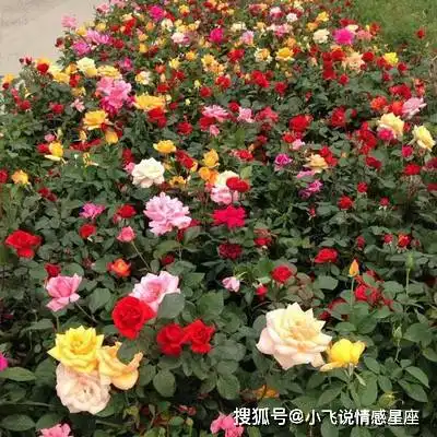 天生是凤凰命的三生肖女,婚后仍然魅力十足,再穷也有人追求