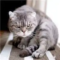 抖音最火的社会猫图片高清抖音社会猫霸气头像