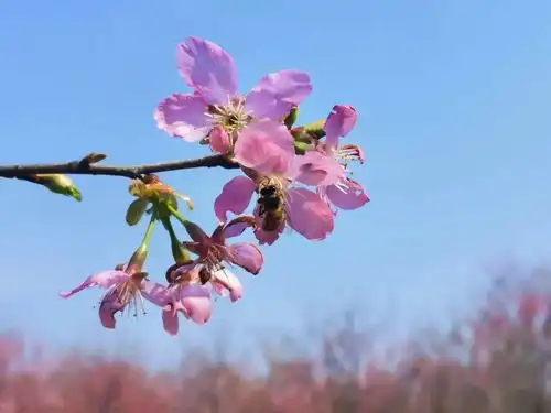 屯光镇汉沙村樱为遇见你