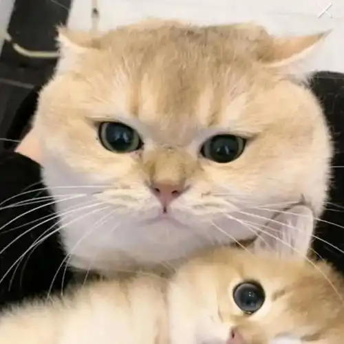 闺蜜头像相似的人很多或许我也没有那么特别