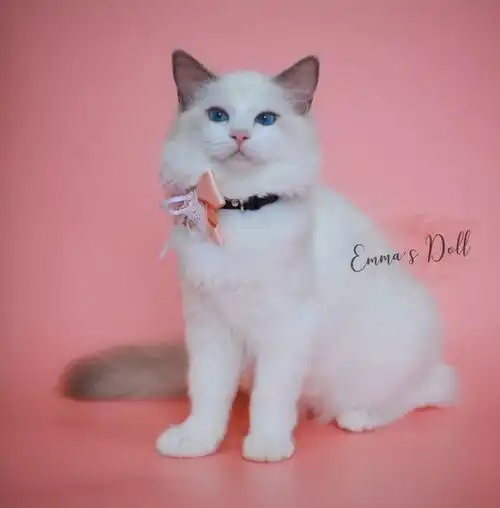 少女的衣橱吸猫的最高境界就是像这样养一层楼的猫