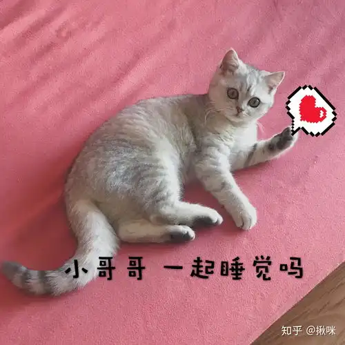 养银渐层是种怎样的体验