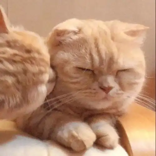 可爱小喵情头呼叫你