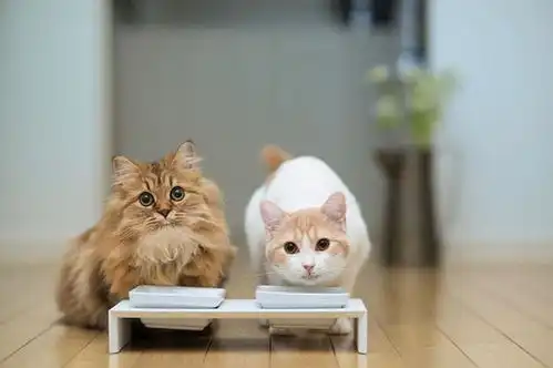雪貂留香猫系青年养成记
