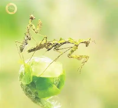 返景入雨林复照青苔上