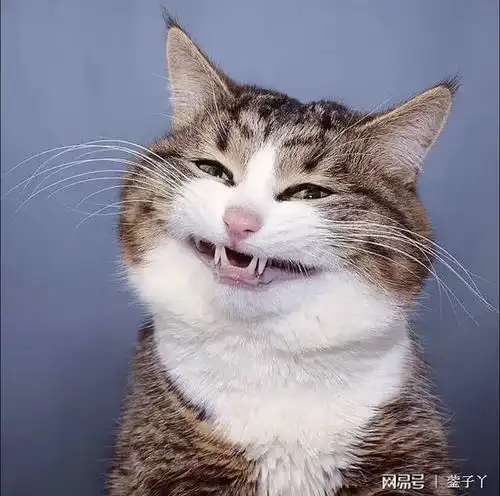 猫系动物头像虐待动物