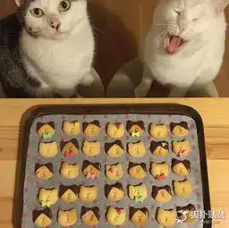 日本猫咪界出了两只吃货,简直不要太萌