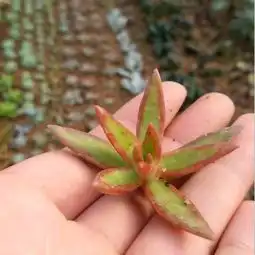 太阳落叶之舞铭月原始种两种多肉植物肉肉大堆糖,美好生活研究所