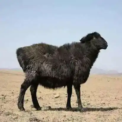 12月1日925,广电郴州app独家全程直播农博会开幕式内附最全攻略福利