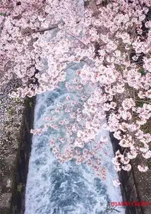 樱花季将至一场关于粉色的约定