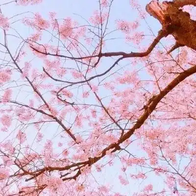 有毒由单身狗编写的表白攻略