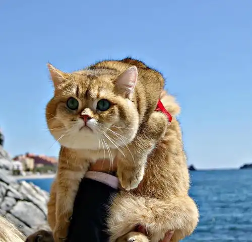 吸猫大会英短金渐层thesey