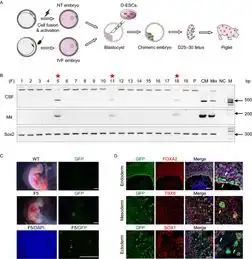我国科学家通过在猪胚胎中添加灵长类动物细胞来创造猪猴嵌合体