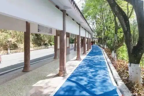 清凉山郊野公园粉黛乱子草梦幻盛放,如云雾海洋引爆粉色少女心