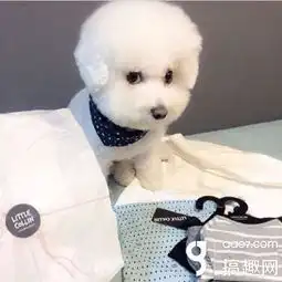 我不是狗我只是一朵安静的棉花糖
