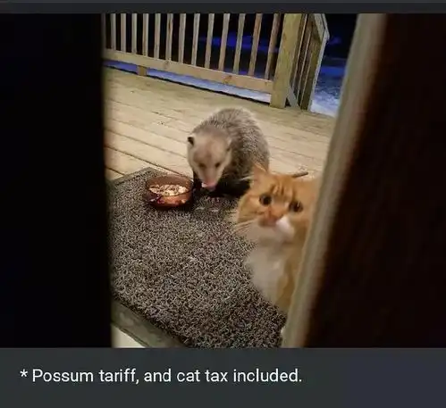 万万没想到,嗜饭如命的橘猫也有今天哈哈哈