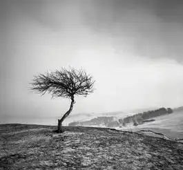 锋语者摄影作品孤独