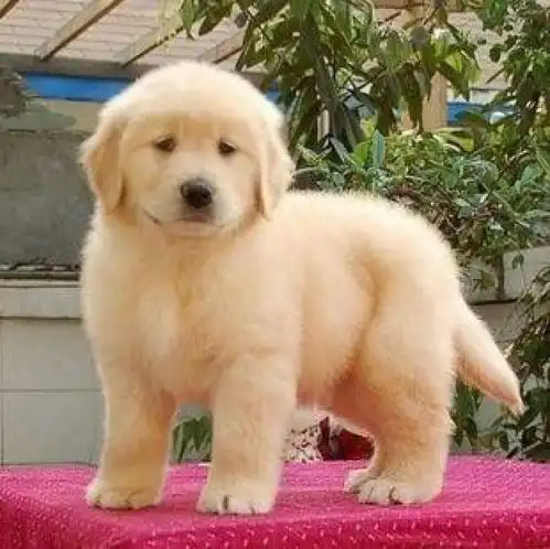 防城港拉布拉多少钱疫苗齐包健康-黄页88网