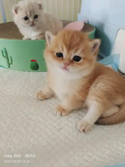 英短金渐层和蓝金渐层找家长啦