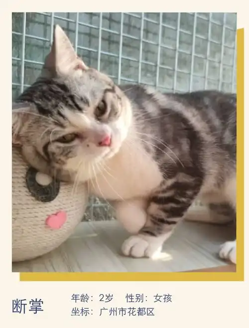 绝美小猫,喜欢耍宝萌宠寻人启事