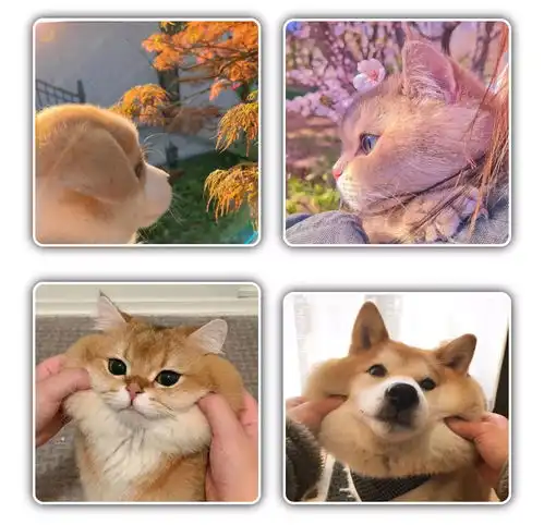 猫咪情侣头像可爱,动物情侣头像,狗狗情侣头像搞怪,狗狗情头,柴犬情头,柴犬可爱头像情侣,猫咪情侣头像可爱,猫猫的情侣头像,猫猫情侣头像无水印,猫咪情侣头像无水印