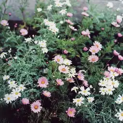 蚂蚁窝和大家分享一组岩田俊介摄影作品日系小清新