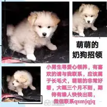 三只小可怜,可有合你眼缘的吗