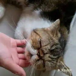 电话,地址,价格,营业时间双流区宠物